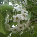 Ornamental pear tree