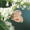 Juniper Hairstreak