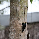 Yellow-Tufted Woodpecker