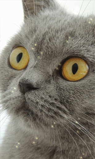 British Shorthair LWP