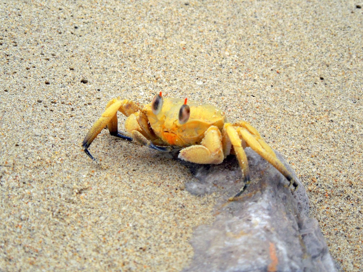 Ghost crab of Oman