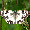Mariposa medioluto ibérica