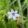 Blue-eyed stargrass
