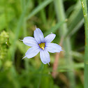 Blue-eyed stargrass