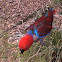 Eclectus Parrot (Female)