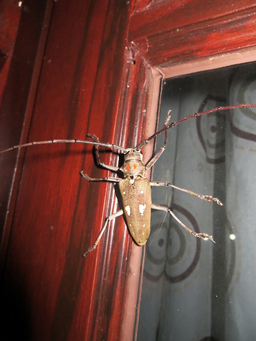 Longhorn Beetle  (Batocera rubus)