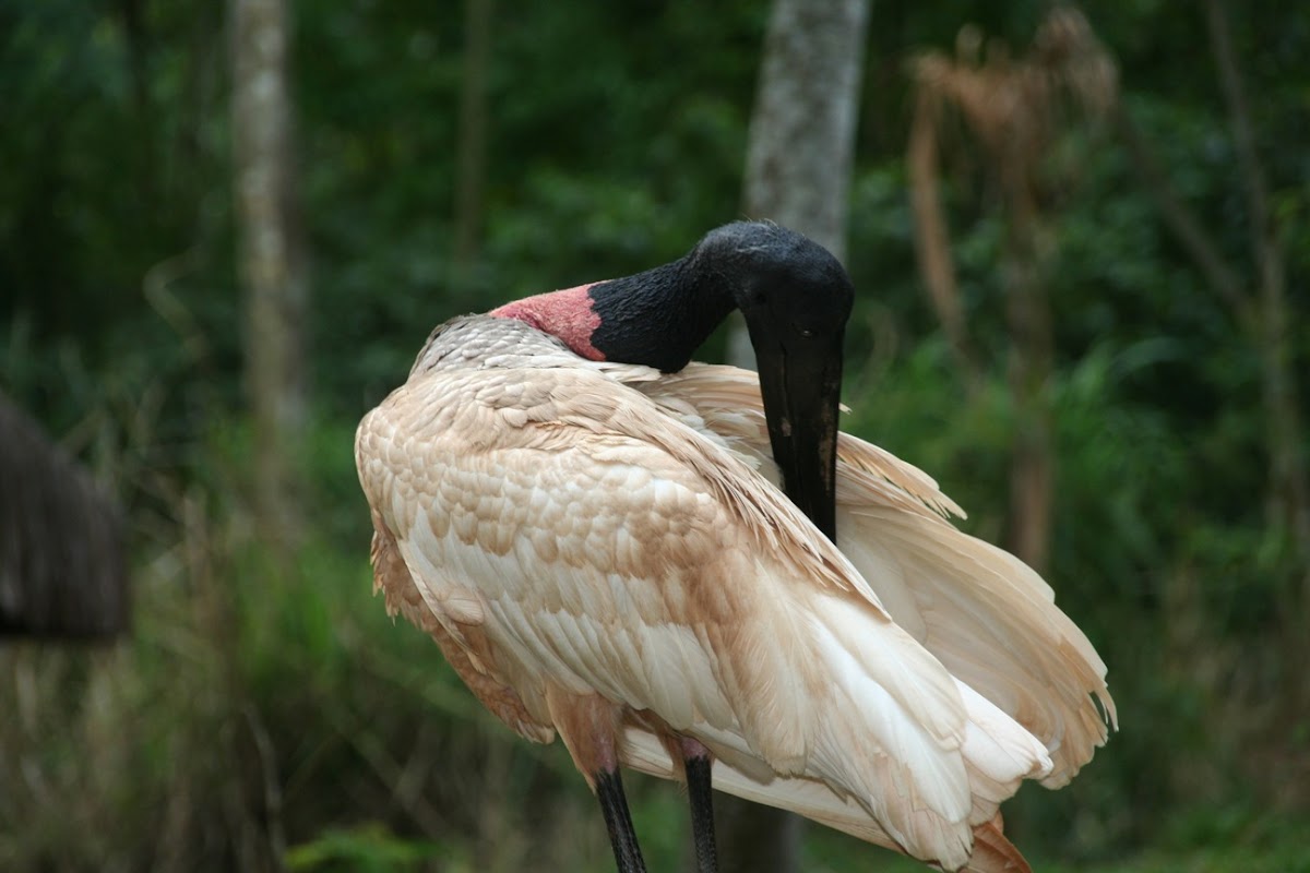 Jabiru stork