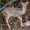 White-tailed deer