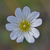 Alpine mouse-ear chickweed