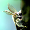 Asian Gypsy Moth (male)