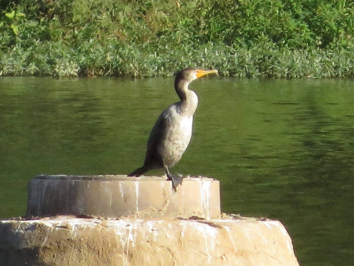 Double crested cormorant