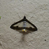 Cucumber Moth or Cotton Caterpillar