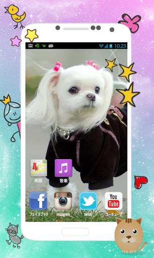 Cute Maltese wallpaper 2015