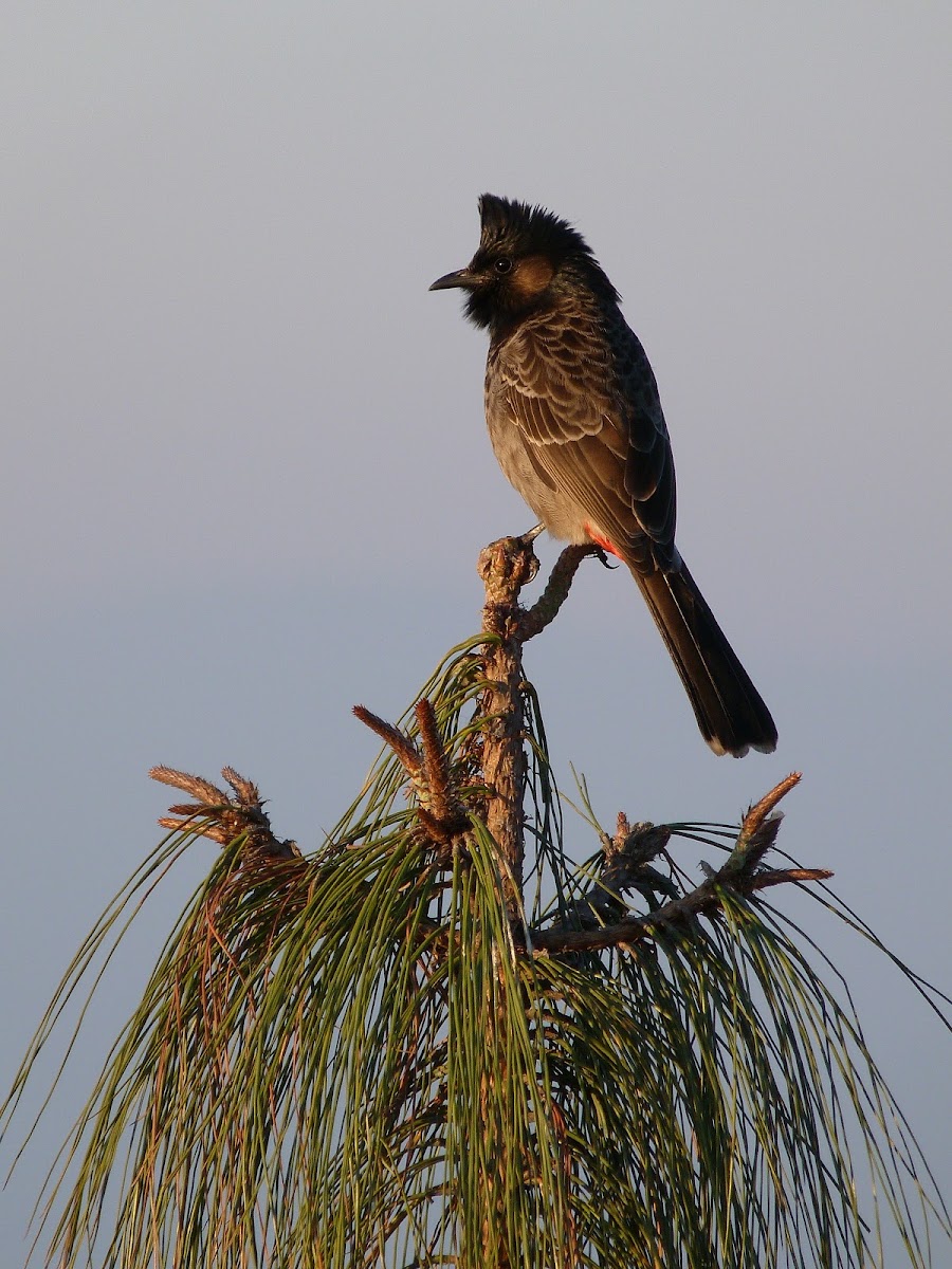 Red Vented Bulbul.