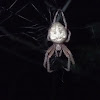 Cat-Faced Spider