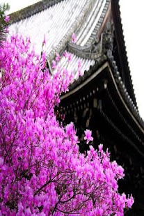 How to download Japanese cherry Wallpapers HD 3.0.0 apk for laptop