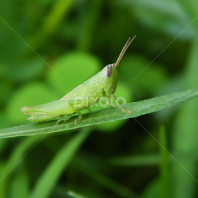 DOF by Swapno Hin - Animals Insects & Spiders