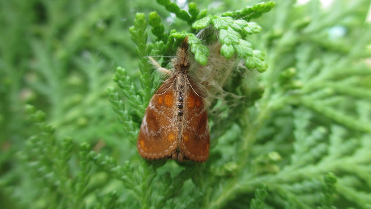 Clethrogyna turbata moth
