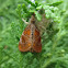 Clethrogyna turbata moth