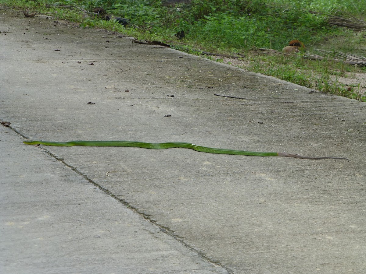 Red-tailed Racer