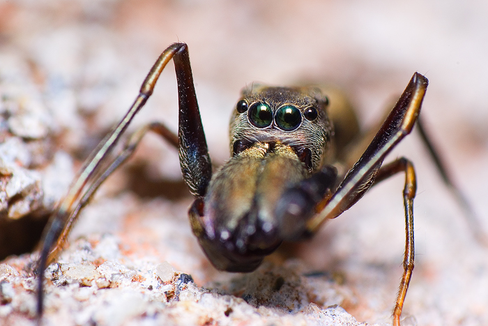 Giant Ant-Mimicking Jumping Spider