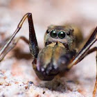 Giant Ant-Mimicking Jumping Spider
