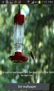 Humming Bird Live Wallpaper