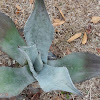 Century Cactus Plant