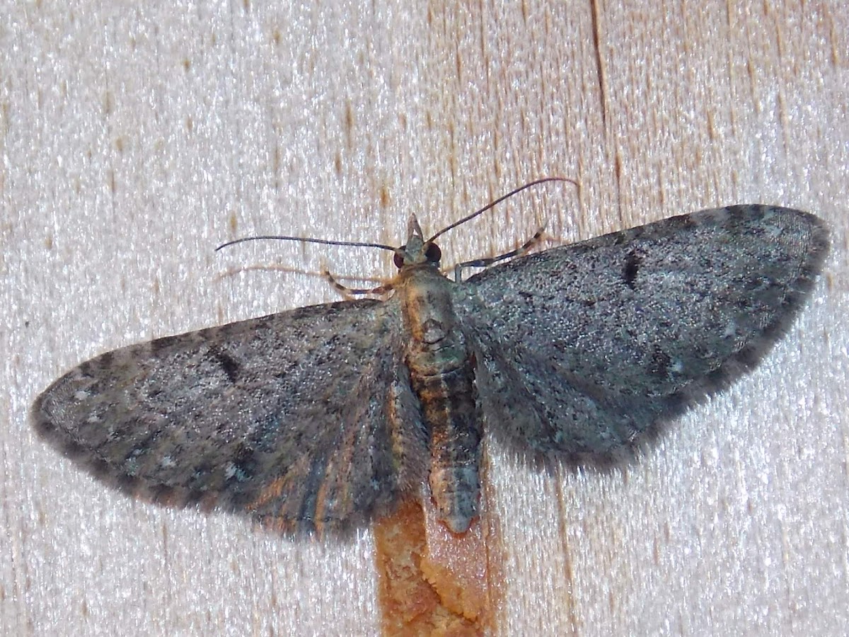 Common Eupithecia.