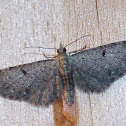 Common Eupithecia.
