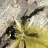 Banded Tussock Moth