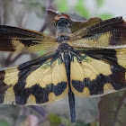 Variegated Flutterer (female)