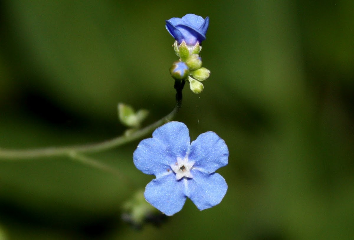 Creeping, Project Noah