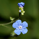 Creeping, Forget-me-not
