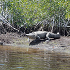 American alligator