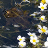 Iberian Water Frog; Rana Común