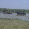 Carabao / Water Buffalo