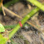 Black-tailed red sheetweaver