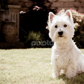 Molly  by Simon Trott - Animals - Dogs Portraits