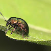 Bronze Flea Beetle
