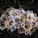 Eastern Cauliflower Mushroom 