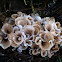 Eastern Cauliflower Mushroom 