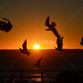 Seagull sunset by Adrian Boom - Animals Birds
