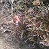 sickletop lousewort