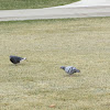 Pigeon/Rock Dove