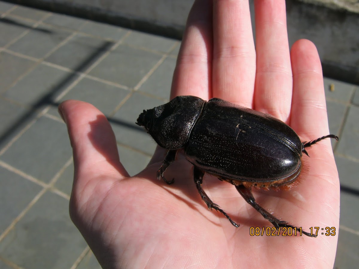 Big Black Beetle