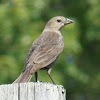 Brown-headed Cowbird (female)