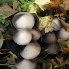 Psathyrella mushrooms