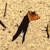 Eastern comma, or Question mark