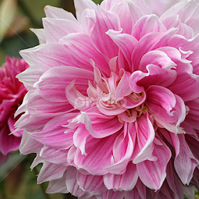 Dahlia by তিত কুটি - Flowers Flowers in the Wild